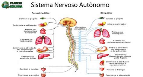 sistema nervoso autonomo - sistema digestivo y sus partes
